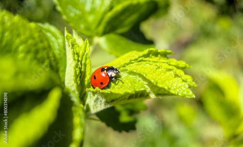 little red ladybug sitting on green leaf close up in sun light during sunny day
