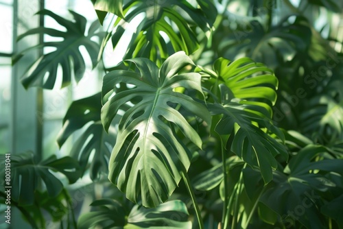 Large monstera house plant in greenhouse