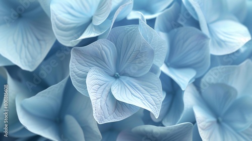 Above View Elegance: Admire the elegant 3D wavy display of mophead hydrangea petals from an aerial perspective. photo