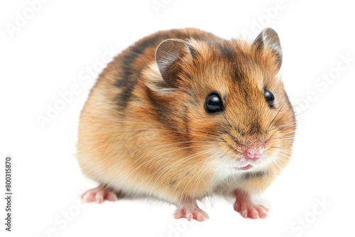Furry Rodent Pet on Transparent Background photo