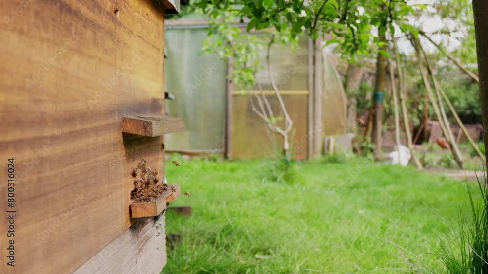 Wooden hive structure, flying and buzzing insect swarm, slow motion Wooden hive structure, flying and buzzing insect swarm, slow motion