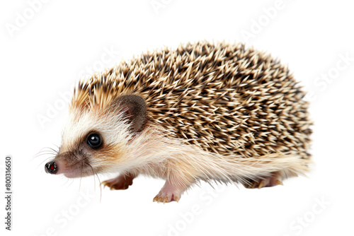 Prickly Spined Mammal on Transparent Background