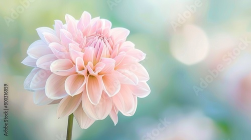 A pink flower is in focus with a blurred background.  