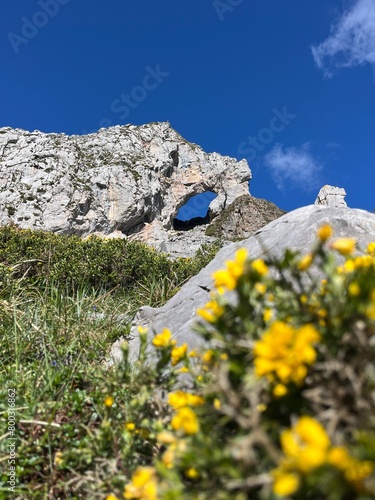 flowers in the mountains
