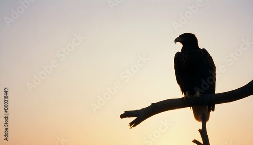Eagle Silhouette Upscaled 147