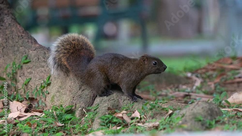 Wallpaper Mural A curious little Pallas's squirrel in high alert, spotted on the forest ground, staring afar, observing the surrounding environment in an urban park, close up shot. Torontodigital.ca
