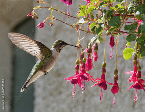 Hummingbird Feeding at Hanging Fuchsia Plant AI 042924