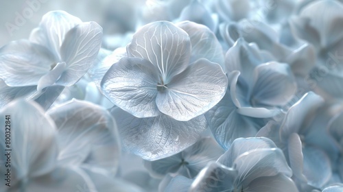 Radiant Silver Bloom: Wildflower mophead hydrangea blooms with brilliant silver radiance. photo