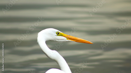 a large white bird with a long orange beak standing next to the water