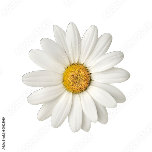 daisy isolated on white background