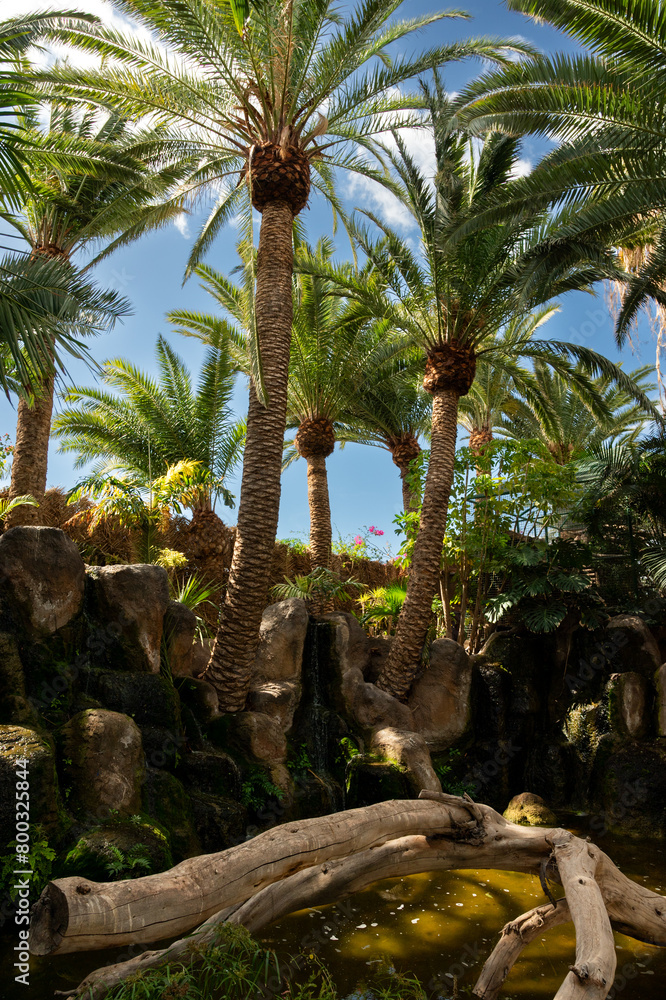 Fototapeta premium A group of palm trees are in a lush green environment with a small body of water. The trees are tall and leafy, and the water is calm and clear. The scene has a peaceful and serene atmosphere