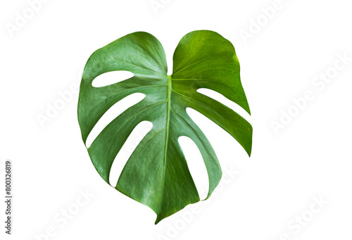 green monstera leaf