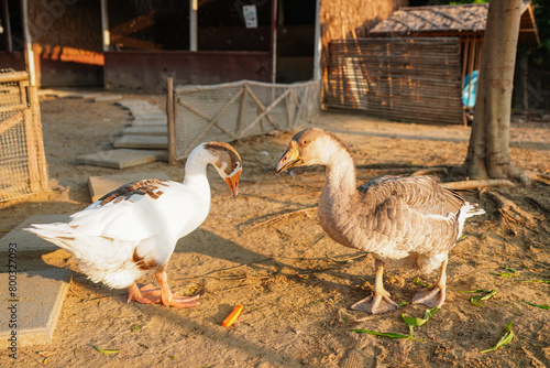 ducks on the farm, Geese in a country yard. Free range poultry farming.