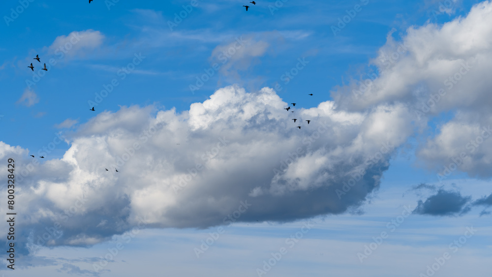 Obraz premium Beautiful blue sky with soft white clouds and flying ducks as an abstract background