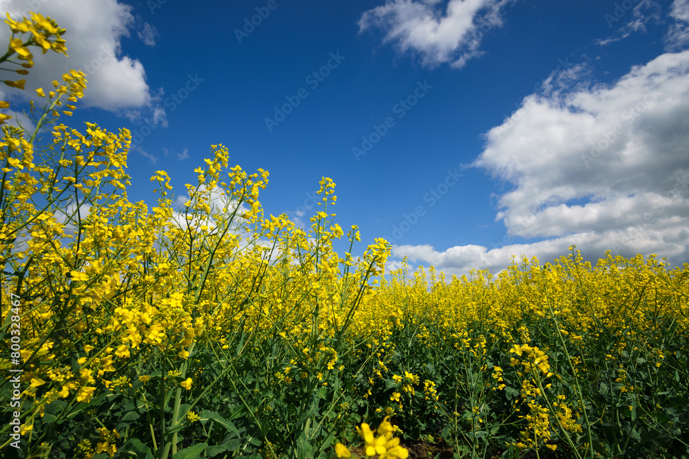 agricultural field with yellow rapeseed flowers, against a blue sky with white clouds, a bright spring landscape on a sunny day, a beautiful scene