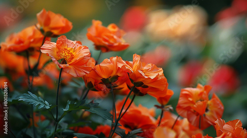 Bloomy Orange flowers Garden photo