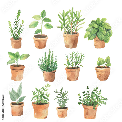 Assorted potted plants including herbs, flowers, and cacti in a garden setting