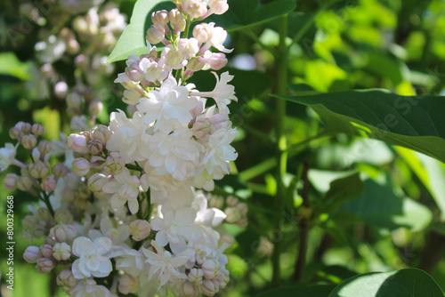beautiful flowers of a delicate pinkish white lilac close-up on a blurred background