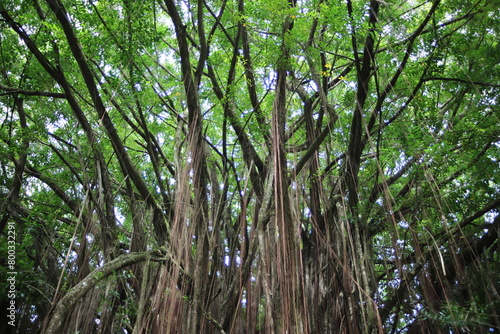 Large banyan tree (Ficus benghalensis), Akaka Falls State Park, Hawaiʻi Island, Hawaiʻi photo