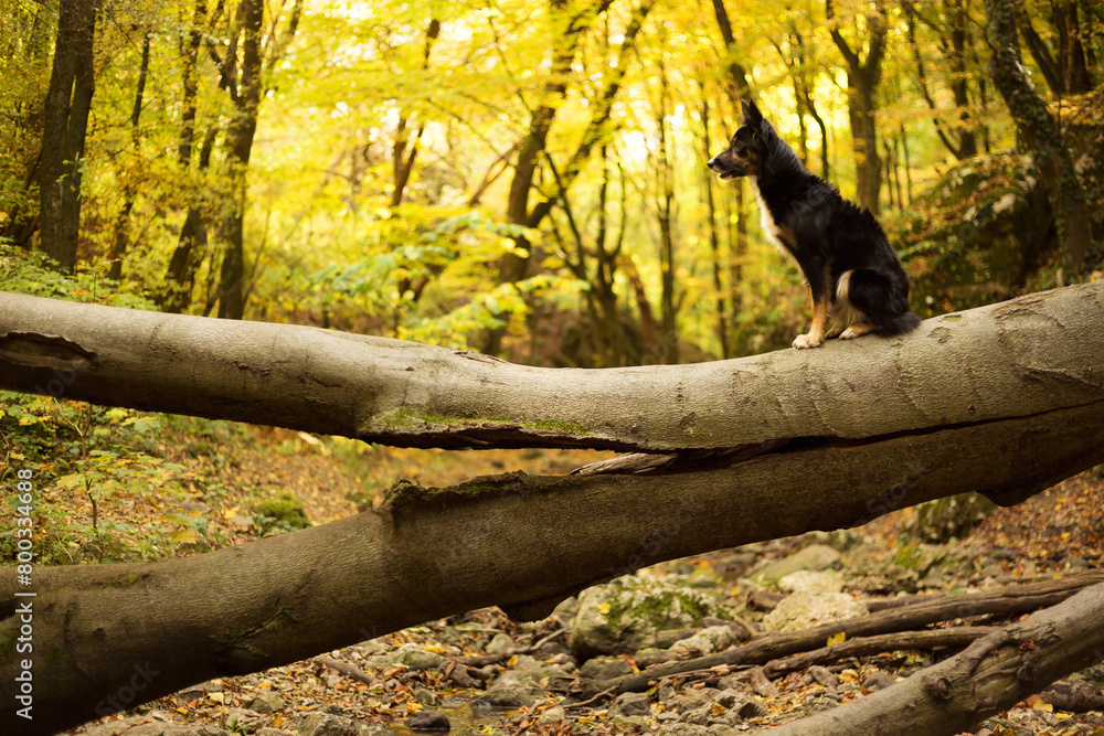 cute border collie dog sitting on a fallen tree in the forest hiking cute border collie dog sitting on a fallen tree in the forest hiking