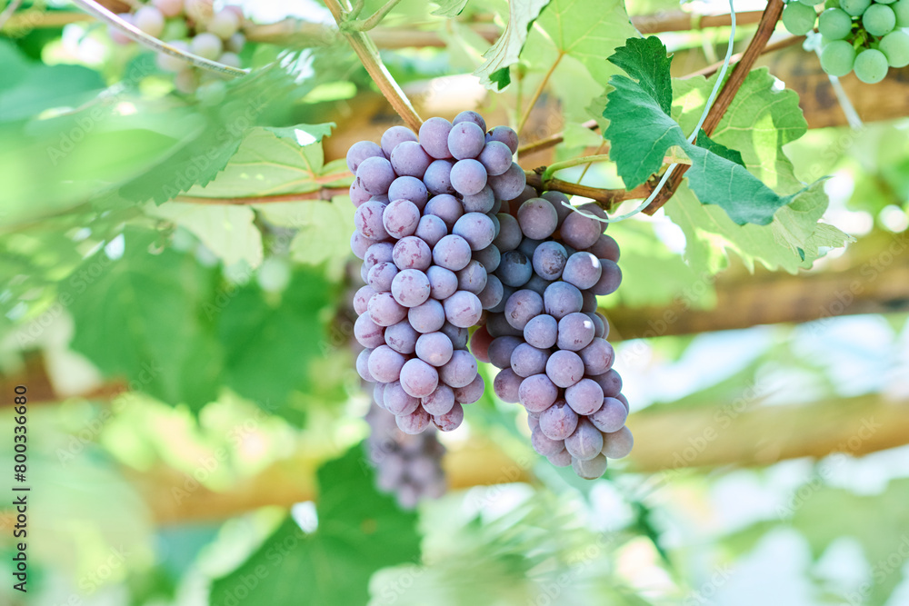 Cachos de uvas tipo Niagara Cachos de uvas tipo Niagara