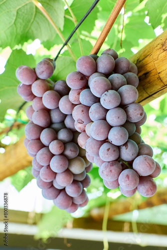 Cachos de uvas tipo Niagara