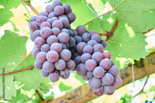 Cachos de uvas tipo Niagara