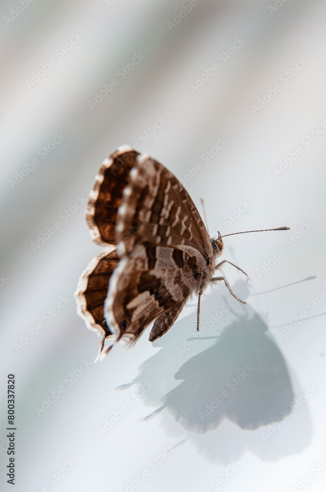 Obraz premium butterfly on glass