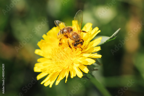 Bee on yellow dandelion. Closeup macro with shallow depth of field. Bee covered in nectar. Green grass in background. Beauty of nature. Useful insect working hard. Ecological honey production. © Paweł Michałowski