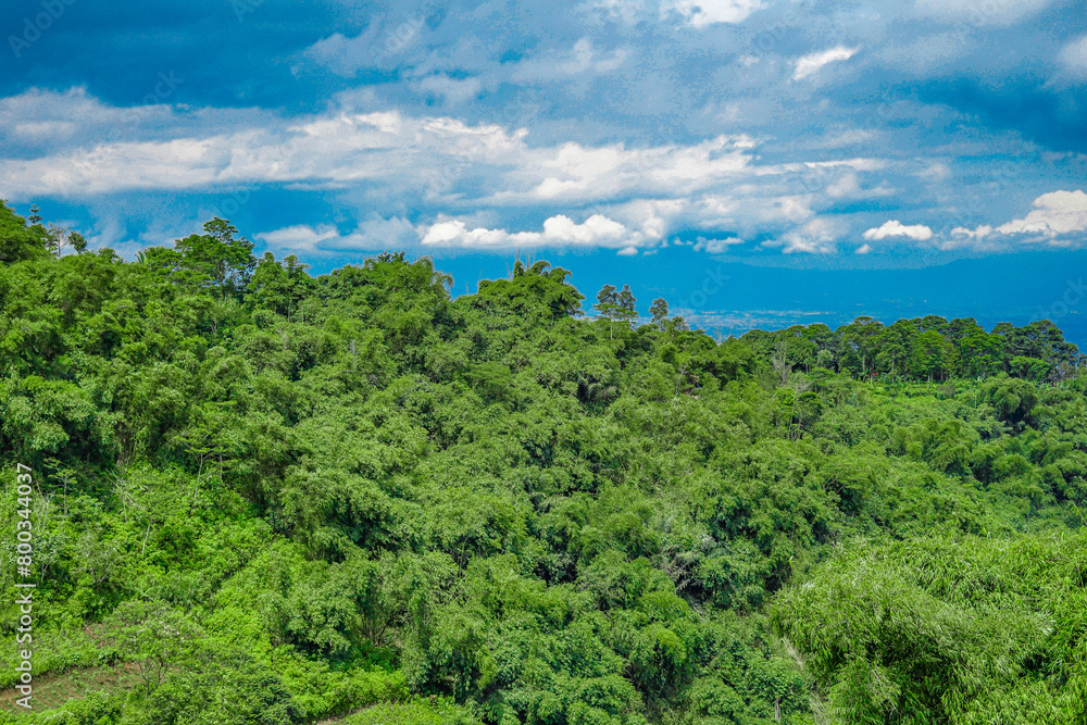 Aerial top view forest tree, Rainforest ecosystem and healthy environment concept and background