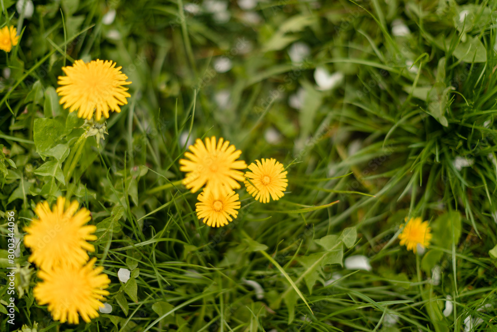 Dandelion in a green grass. Dandelion Plant. Dandelion in a green grass. Dandelion Plant.
