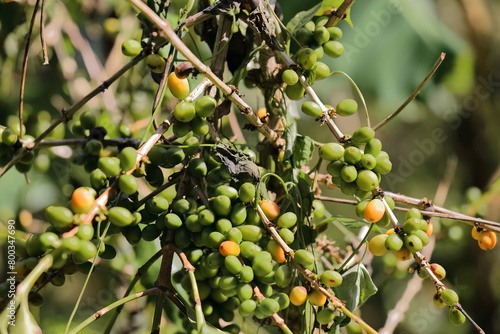 Green and ripe Arabica coffee -Coffea arabica- beans, plant growing along the Sendero Centinelas del Rio Melodioso Hike. Cienfuegos province-Cuba-211