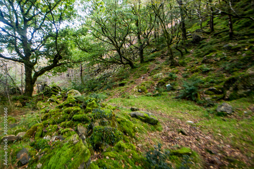 Broadleaf forest growing gowing up the slope of a mountain in eryri National Park, Wales