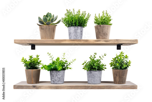Wooden shelves with different houseplants in pots on a transparent background