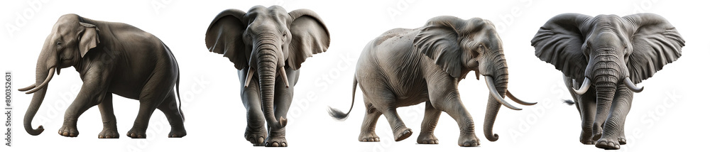 Fototapeta premium Elephant set isolated on transparent or white background
