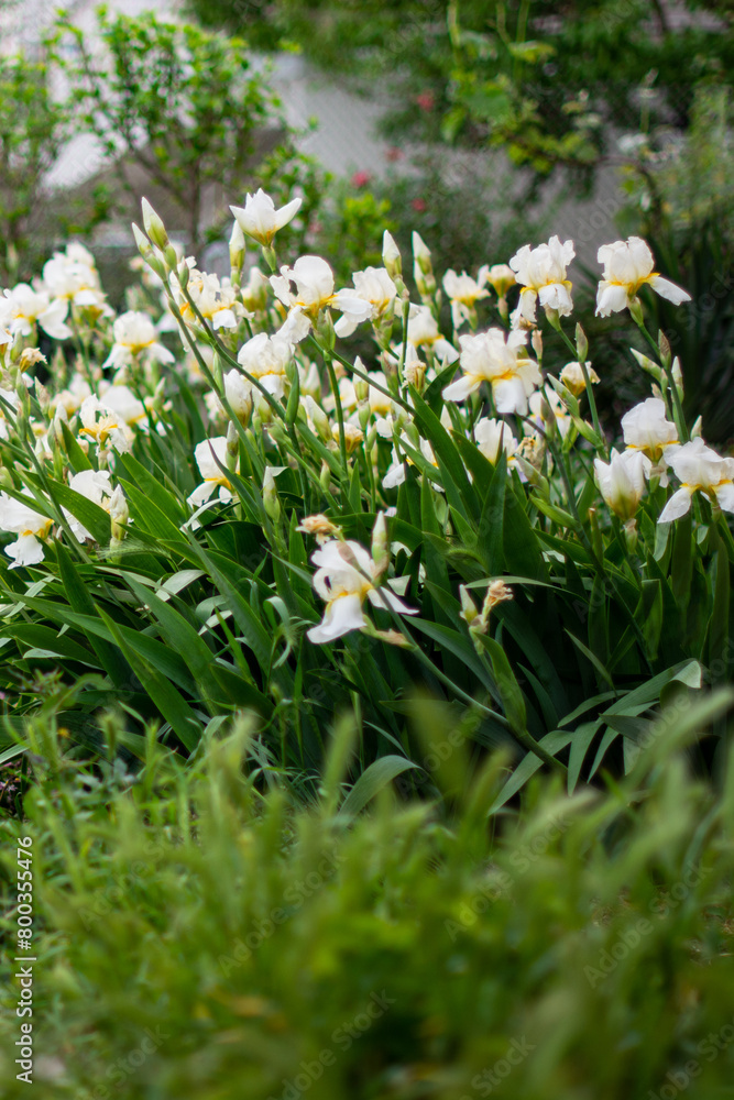 Bushes of white iris flowers and pink daisies grow near the path made of small square street tiles