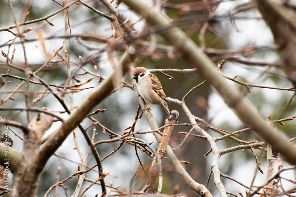 Fototapeta premium robin on branch