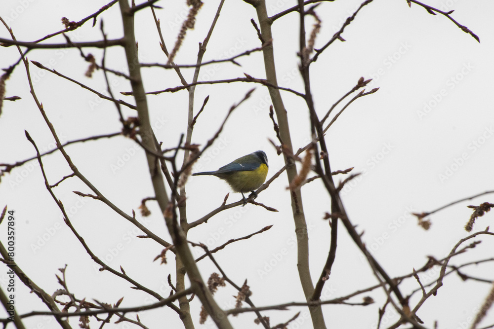 bird on branch bird on branch