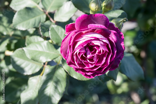Beautiful rose in garden.
