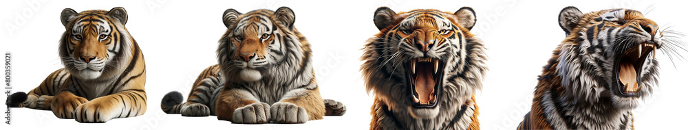 Tiger set isolated on transparent or white background Tiger set isolated on transparent or white background