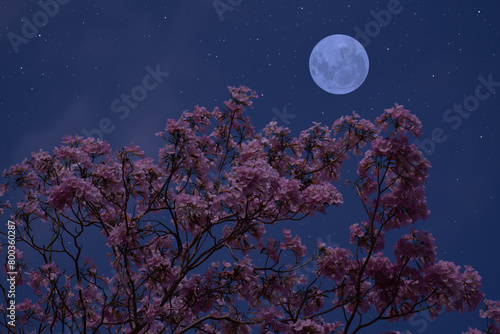 Full moon with flower tree branches in the night.
