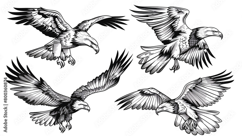 Set of outline eagles in different poses on a white background Set of outline eagles in different poses on a white background