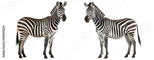 Zebra stand isolated cutout