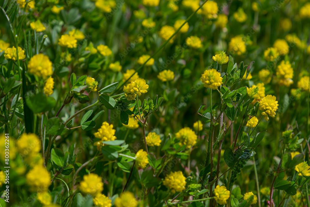 Trifolium campestre or hop trefoil flower, close up. Yellow or golden clover with green leaves. Wild or field clover is herbaceous, annual and flowering plant in the bean or legume family Fabaceae Trifolium campestre or hop trefoil flower, close up. Yellow or golden clover with green leaves. Wild or field clover is herbaceous, annual and flowering plant in the bean or legume family Fabaceae