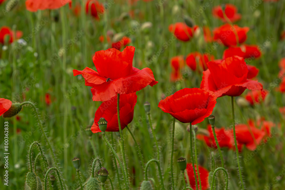 Fototapeta premium Papaver rhoeas or common poppy, red poppy is an annual herbaceous flowering plant in the poppy family, Papaveraceae, with red petals