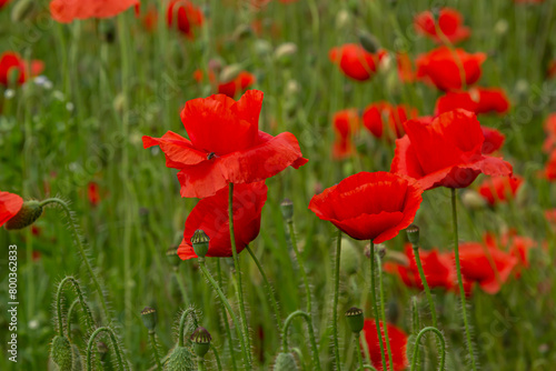 Papaver rhoeas or common poppy  red poppy is an annual herbaceous flowering plant in the poppy family  Papaveraceae  with red petals
