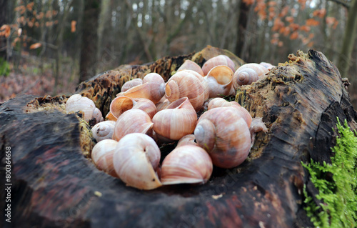 Schnecken auf Baumstumpf