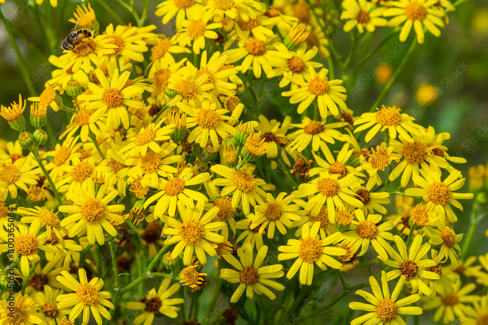 Yellow flowers of Senecio vernalis closeup on a blurred green background. Selective focus Yellow flowers of Senecio vernalis closeup on a blurred green background. Selective focus