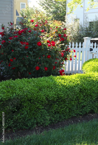 Red Roses and White Picket Fence © Loraine
