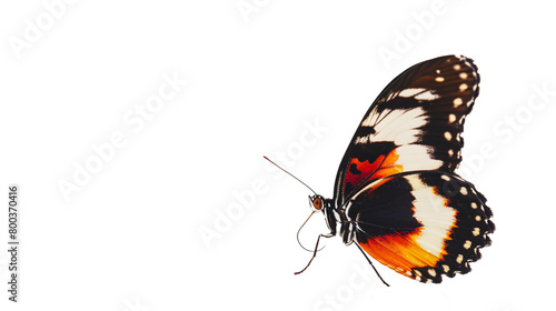 beautiful isolated butterfly transparent background malayan lacewing leopard lacewing © Farhan
